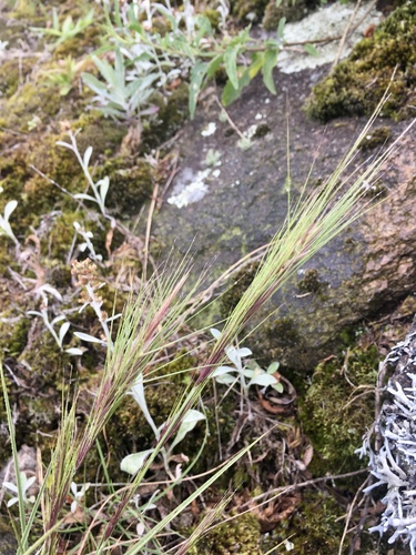 Aristida murina