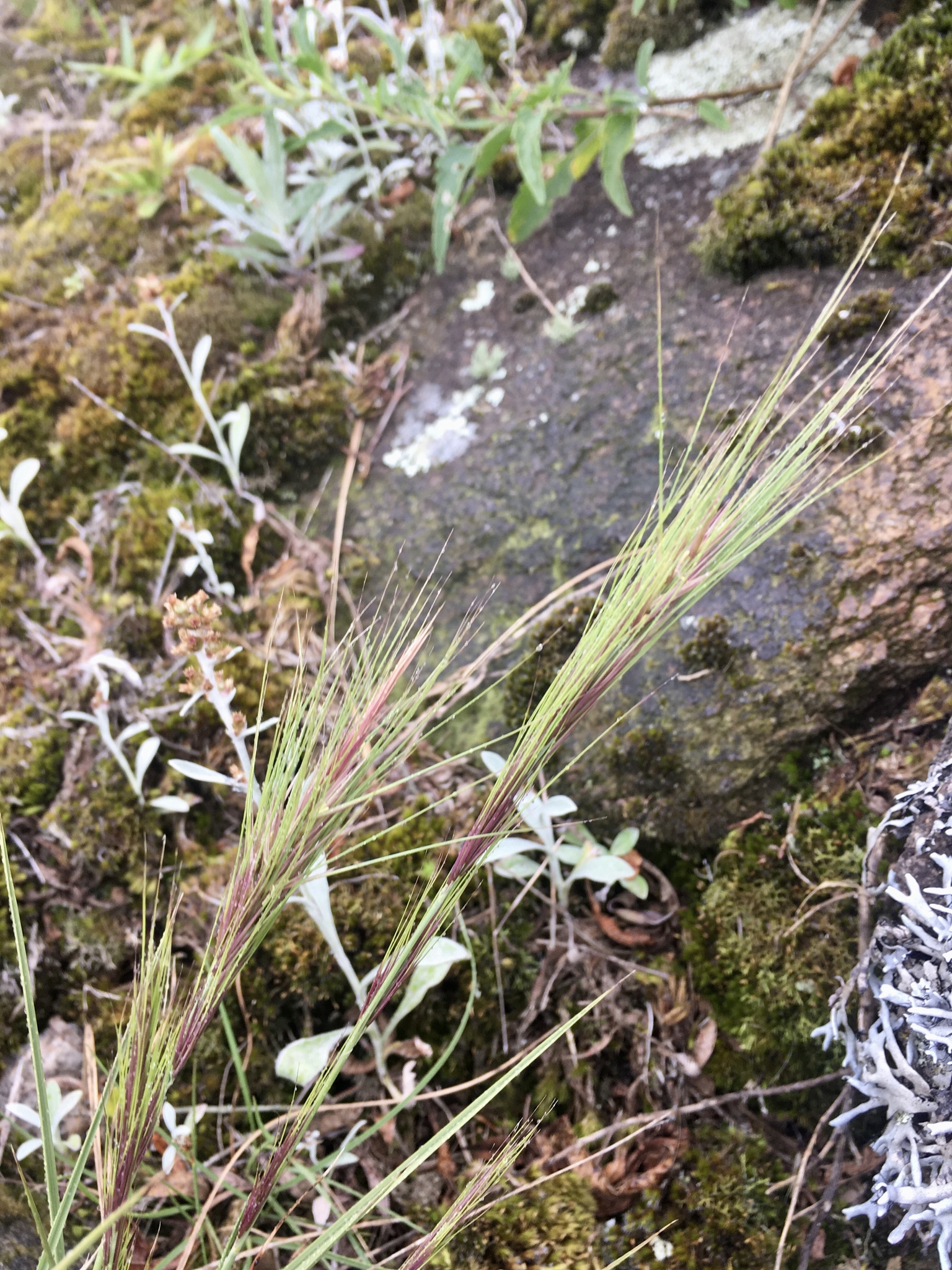 Aristida murina