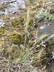 Aristida murina
