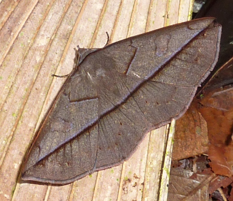 Sanys umbrigens