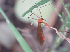 Bittacidae