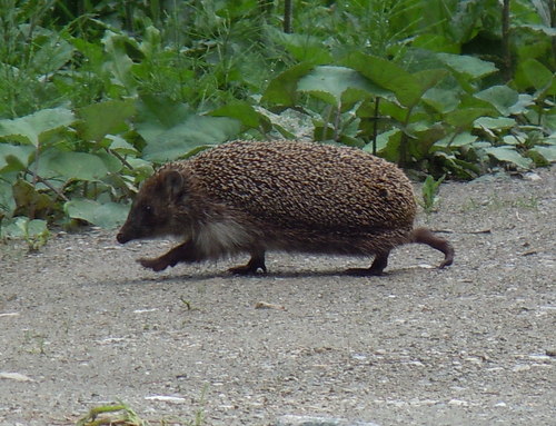 Northern White-breasted Hedgehog