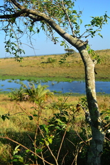 Sclerocroton integerrimus