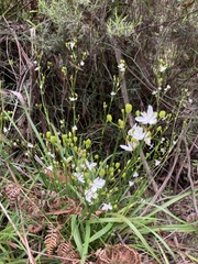 Libertia paniculata