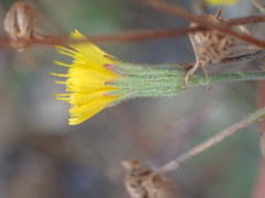 Pilosella arguta