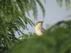 Prinia
