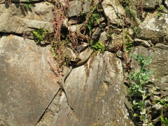 Malpolon monspessulanus
