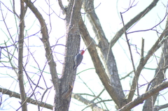 Melanerpes carolinus
