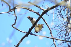 Colaptes auratus