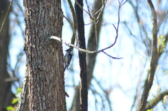 Dryobates pubescens