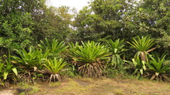 Brocchinia micrantha