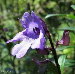 Prostanthera caerulea