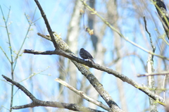 Agelaius phoeniceus