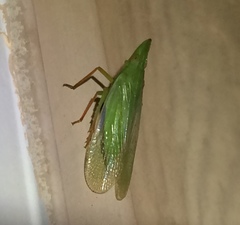 Rhynchomitra recurva