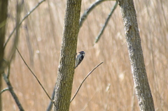 Dryobates pubescens