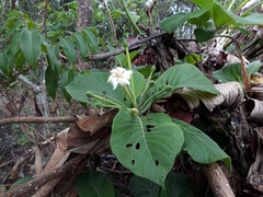 Tocoyena formosa