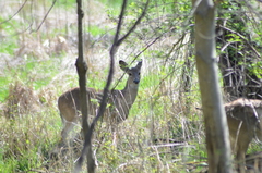 Odocoileus virginianus