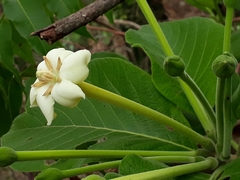 Tocoyena formosa