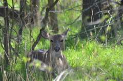 Odocoileus virginianus