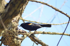Agelaius phoeniceus