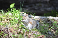 Sciurus carolinensis