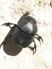 Phanaeus texensis