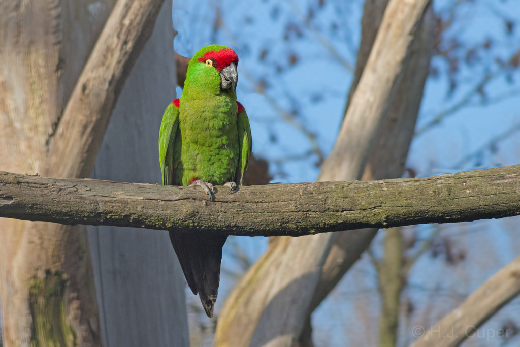 Thick-billed Parrot photo