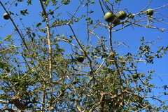 Strychnos madagascariensis