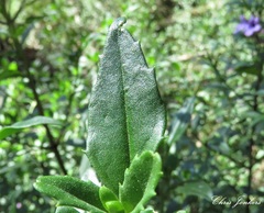 Prostanthera caerulea