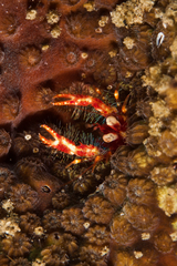 Trapezionida olivarae