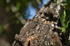 Sceloporus grammicus