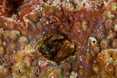 Paguritta gracilipes