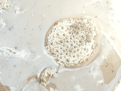 Anaxyrus compactilis