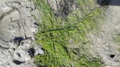 Ulva compressa