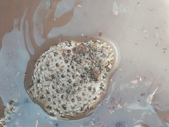 Anaxyrus compactilis