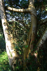 Ficus natalensis natalensis