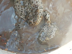 Anaxyrus compactilis