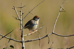 Cisticola galactotes galactotes