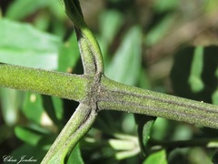 Prostanthera caerulea