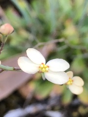 Stylidium spathulatum