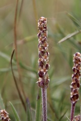Plantago gaudichaudii