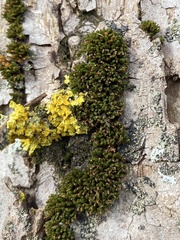 Orthotrichum ohioense