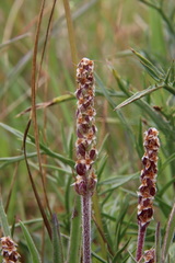 Plantago gaudichaudii