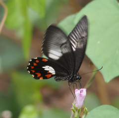 Papilio ambrax
