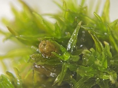 Orthotrichum ohioense