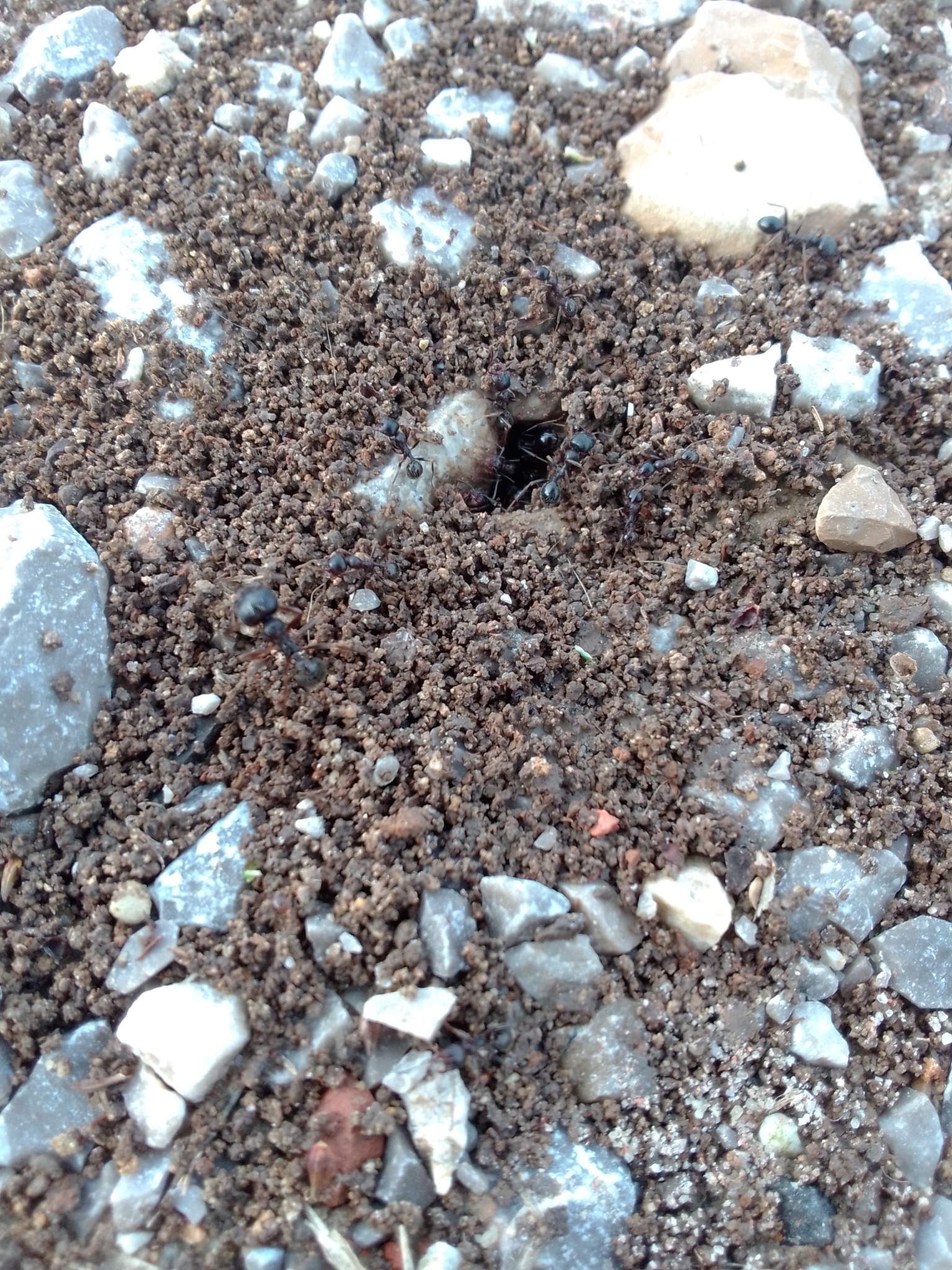 Messor ibericus