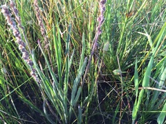 Plantago gaudichaudii