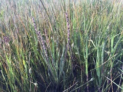 Plantago gaudichaudii