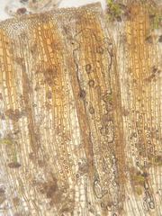 Orthotrichum ohioense