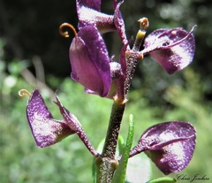 Prostanthera caerulea